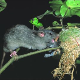 Rat attacking nest