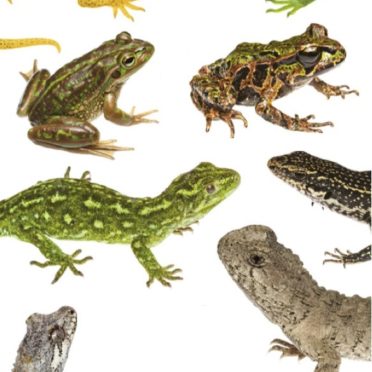 The wonderful world of lizards - East Taranaki Environmental Collective